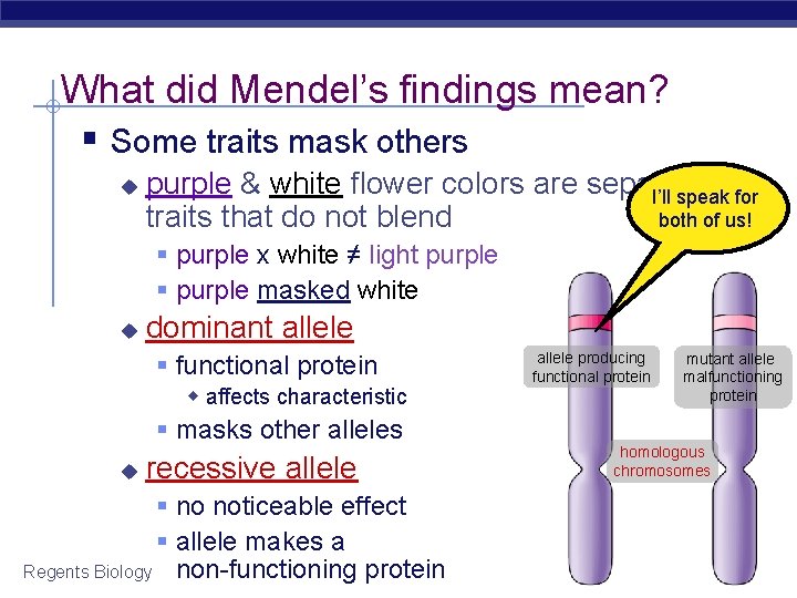 What did Mendel’s findings mean? § Some traits mask others u purple & white