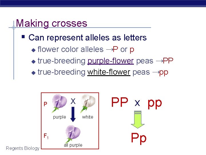 Making crosses § Can represent alleles as letters flower color alleles →P or p