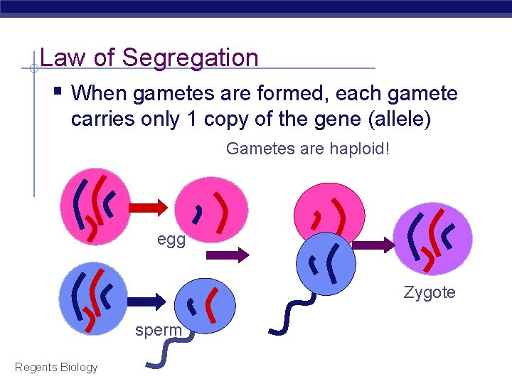 Law of Segregation § When gametes are formed, each gamete carries only 1 copy