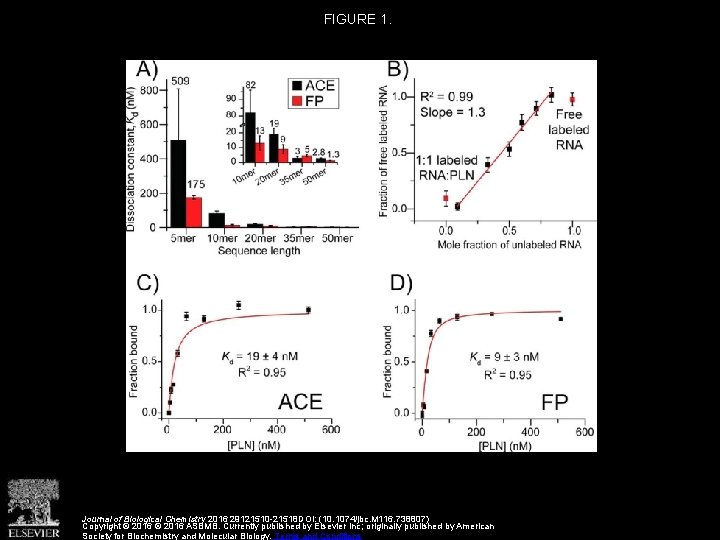 FIGURE 1. Journal of Biological Chemistry 2016 29121510 -21518 DOI: (10. 1074/jbc. M 116.