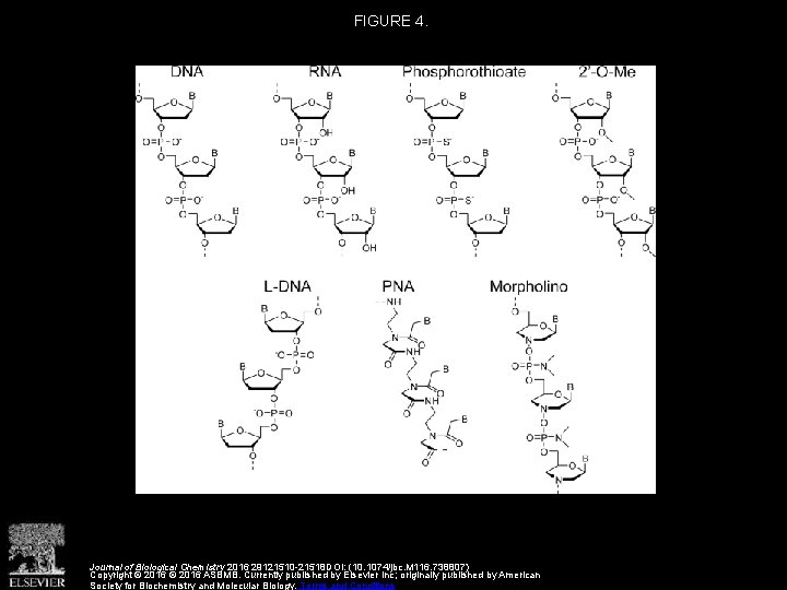 FIGURE 4. Journal of Biological Chemistry 2016 29121510 -21518 DOI: (10. 1074/jbc. M 116.