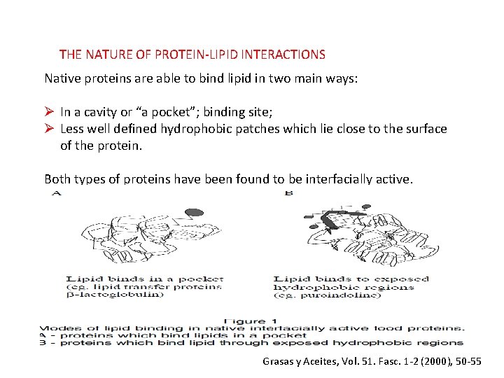 THE NATURE OF PROTEIN-LIPID INTERACTIONS Native proteins are able to bind lipid in two
