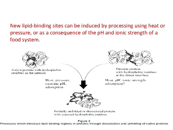 New lipid-binding sites can be induced by processing using heat or pressure, or as