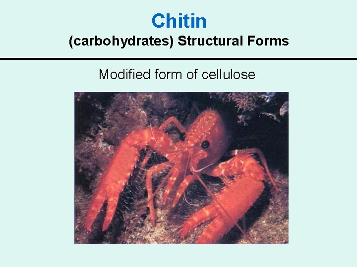 Chitin (carbohydrates) Structural Forms Modified form of cellulose 