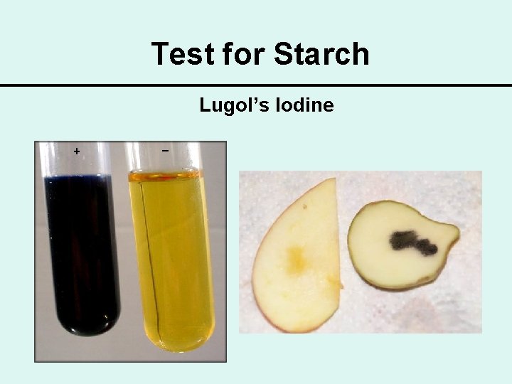 Test for Starch Lugol’s Iodine 