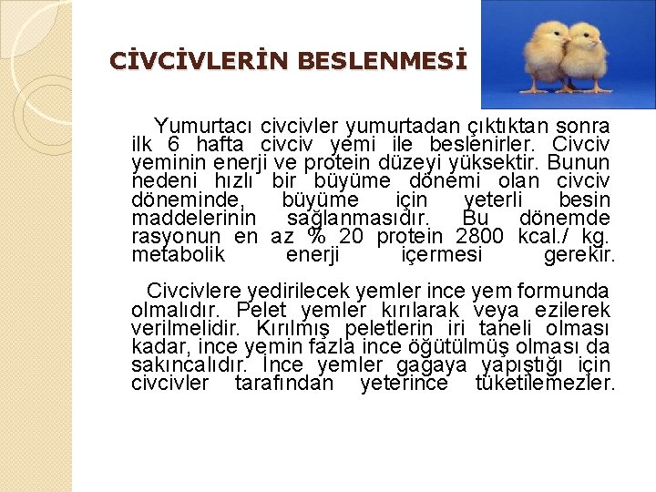 CİVCİVLERİN BESLENMESİ Yumurtacı civcivler yumurtadan çıktıktan sonra ilk 6 hafta civciv yemi ile beslenirler.