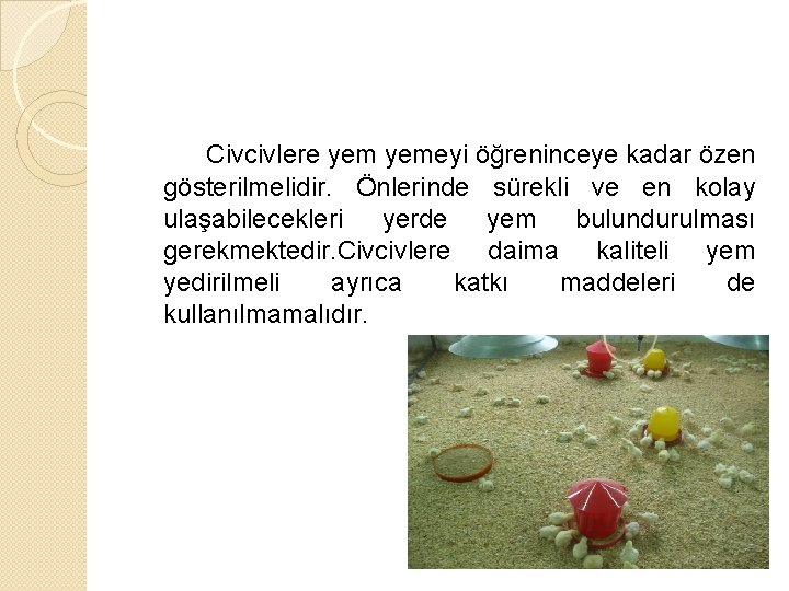 Civcivlere yemeyi öğreninceye kadar özen gösterilmelidir. Önlerinde sürekli ve en kolay ulaşabilecekleri yerde yem