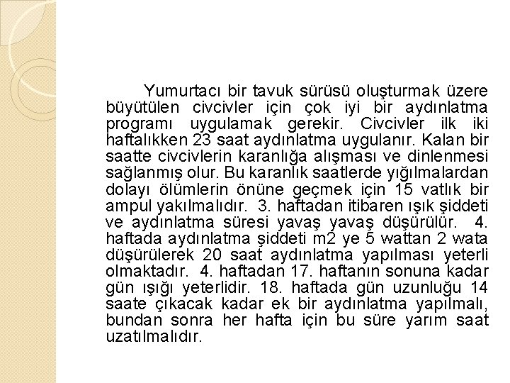 Yumurtacı bir tavuk sürüsü oluşturmak üzere büyütülen civcivler için çok iyi bir aydınlatma programı