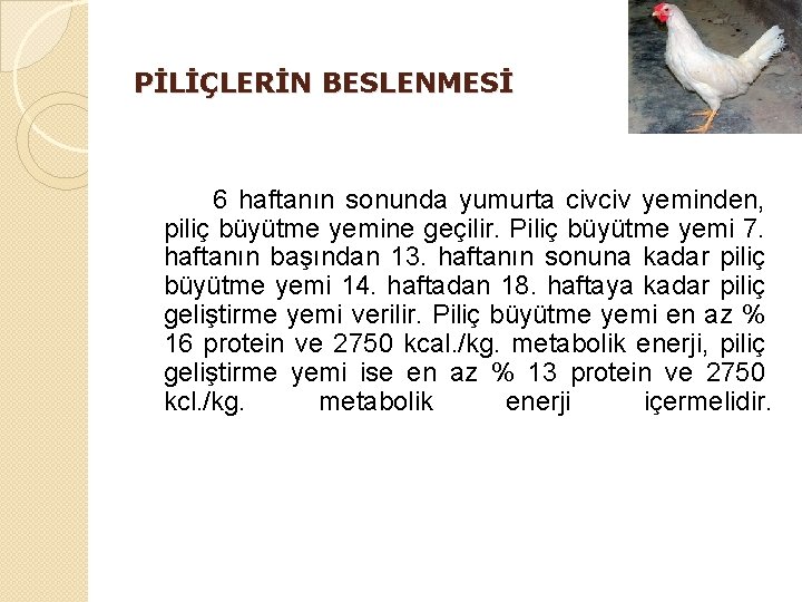 PİLİÇLERİN BESLENMESİ 6 haftanın sonunda yumurta civciv yeminden, piliç büyütme yemine geçilir. Piliç büyütme