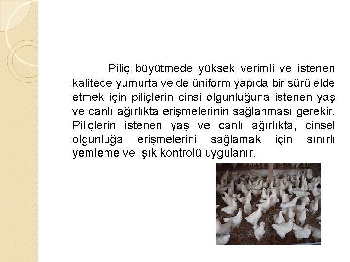 Piliç büyütmede yüksek verimli ve istenen kalitede yumurta ve de üniform yapıda bir sürü