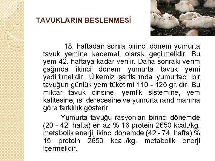 TAVUKLARIN BESLENMESİ 18. haftadan sonra birinci dönem yumurta tavuk yemine kademeli olarak geçilmelidir. Bu