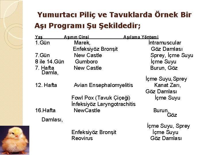 Yumurtacı Piliç ve Tavuklarda Örnek Bir Aşı Programı Şu Şekildedir; Yaş Aşının Cinsi 1.