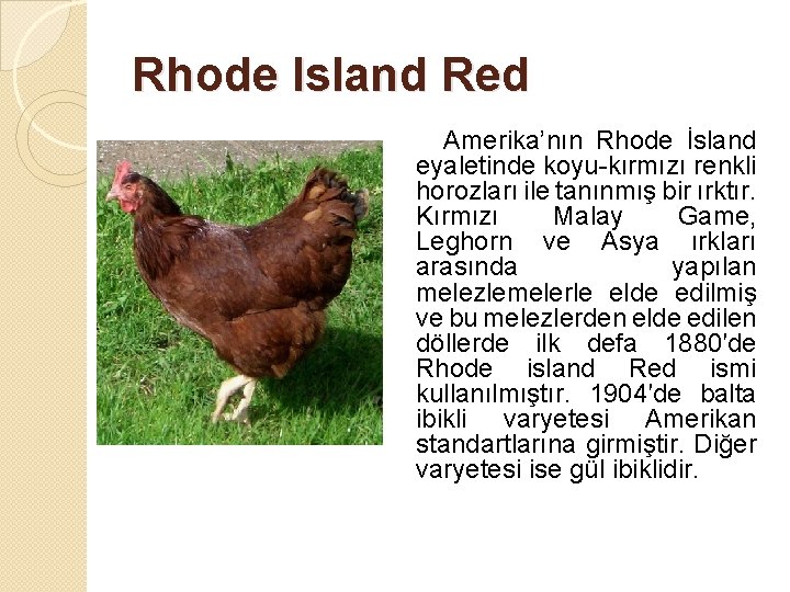 Rhode Island Red Amerika’nın Rhode İsland eyaletinde koyu-kırmızı renkli horozları ile tanınmış bir ırktır.