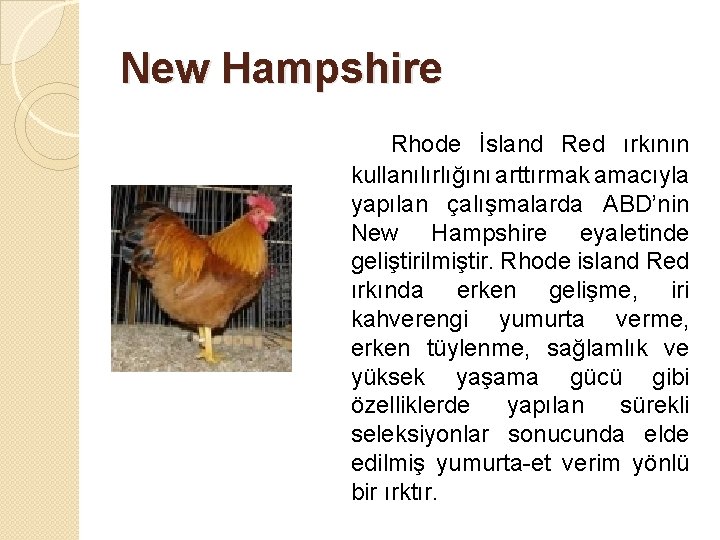 New Hampshire Rhode İsland Red ırkının kullanılırlığını arttırmak amacıyla yapılan çalışmalarda ABD’nin New Hampshire