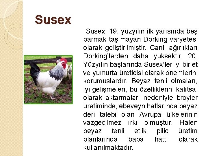 Susex, 19. yüzyılın ilk yarısında beş parmak taşımayan Dorking varyetesi olarak geliştirilmiştir. Canlı ağırlıkları