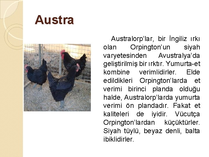 Australorp’lar, bir İngiliz ırkı olan Orpington’un siyah varyetesinden Avustralya’da geliştirilmiş bir ırktır. Yumurta-et kombine