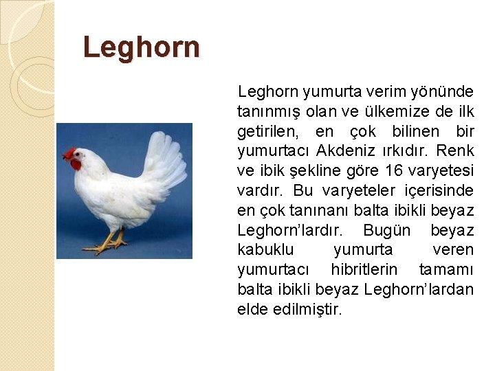 Leghorn yumurta verim yönünde tanınmış olan ve ülkemize de ilk getirilen, en çok bilinen