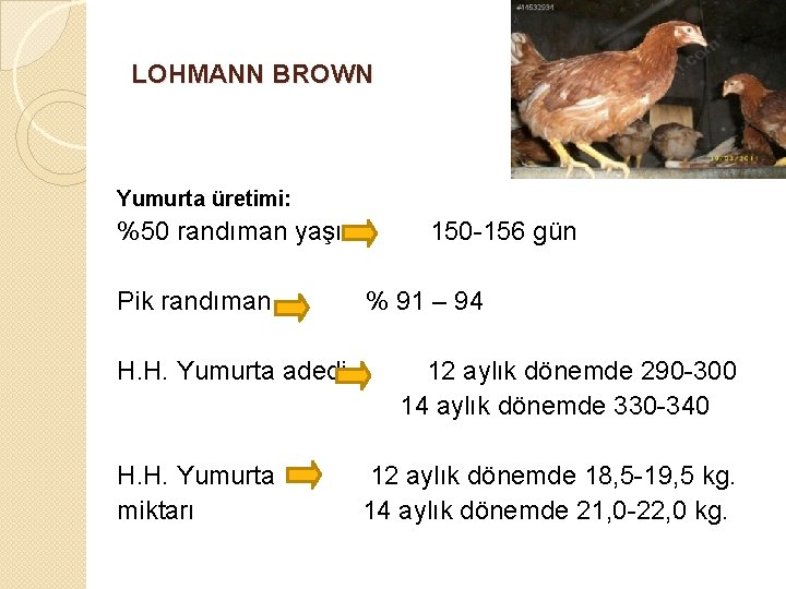 LOHMANN BROWN Yumurta üretimi: %50 randıman yaşı Pik randıman H. H. Yumurta adedi H.