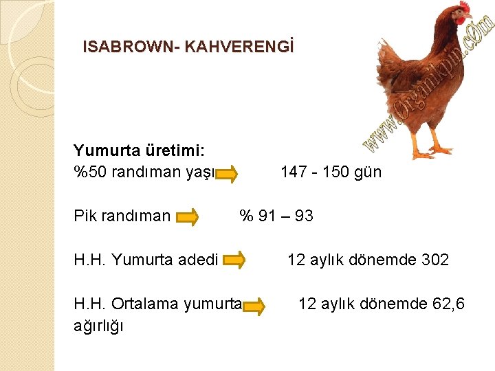 ISABROWN- KAHVERENGİ Yumurta üretimi: %50 randıman yaşı Pik randıman 147 - 150 gün %