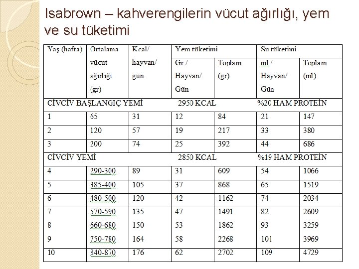 Isabrown – kahverengilerin vücut ağırlığı, yem ve su tüketimi 