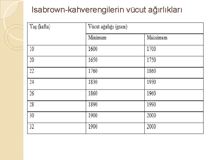 Isabrown-kahverengilerin vücut ağırlıkları 