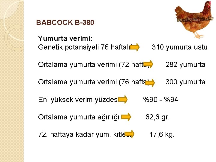 BABCOCK B-380 Yumurta verimi: Genetik potansiyeli 76 haftalık 310 yumurta üstü Ortalama yumurta verimi