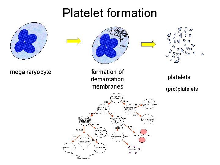 Platelet formation megakaryocyte formation of demarcation membranes platelets (pro)platelets 