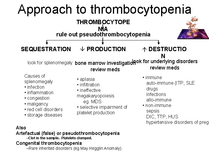 Approach to thrombocytopenia THROMBOCYTOPE NIA rule out pseudothrombocytopenia SEQUESTRATION â PRODUCTION á DESTRUCTIO N