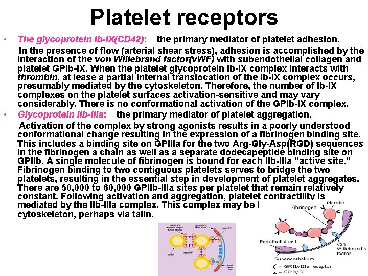 Platelet receptors • • The glycoprotein Ib-IX(CD 42): the primary mediator of platelet adhesion.