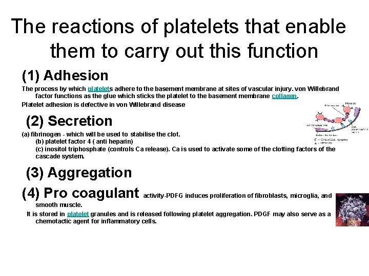 The reactions of platelets that enable them to carry out this function (1) Adhesion