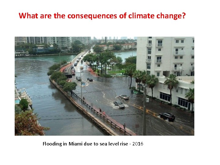 What are the consequences of climate change? Flooding in Miami due to sea level