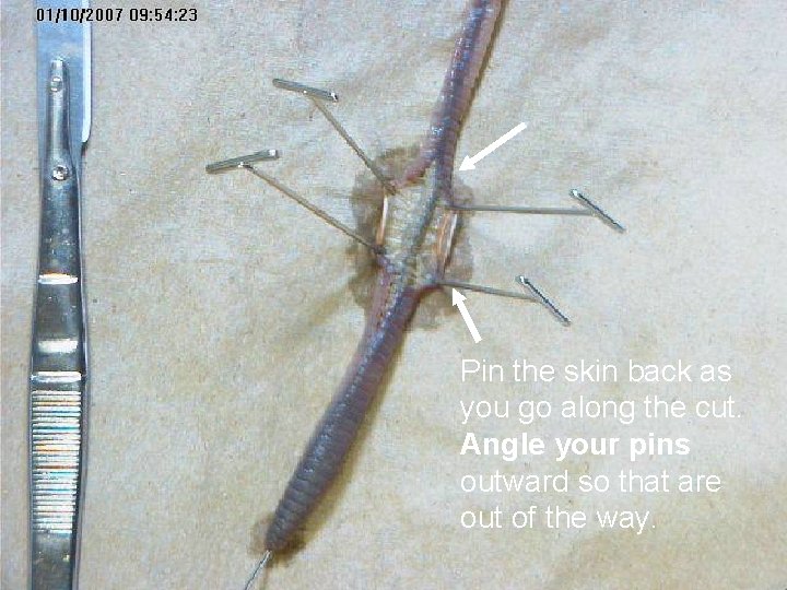 Pin the skin back as you go along the cut. Angle your pins outward