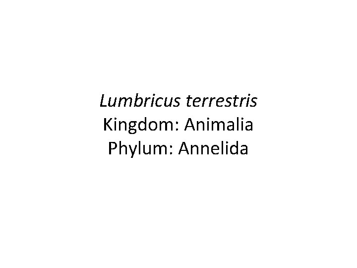 Lumbricus terrestris Kingdom: Animalia Phylum: Annelida 