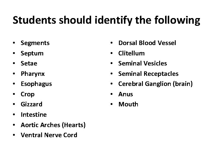 Students should identify the following • • • Segments Septum Setae Pharynx Esophagus Crop