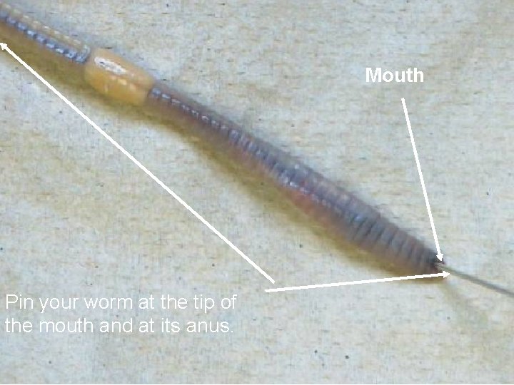 Mouth Pin your worm at the tip of the mouth and at its anus.