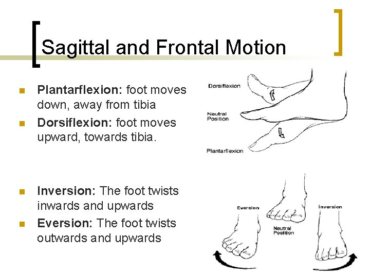 Sagittal and Frontal Motion Plantarflexion: foot moves down, away from tibia Dorsiflexion: foot moves