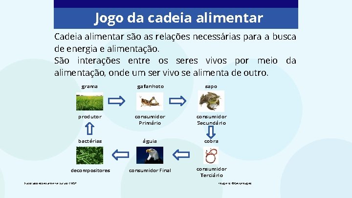 Jogo da cadeia alimentar 4 Ano Cincias HABILIDADE