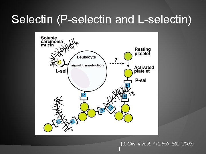 Selectin (P-selectin and L-selectin) 【J. Clin. Invest. 112: 853– 862 (2003) 】 