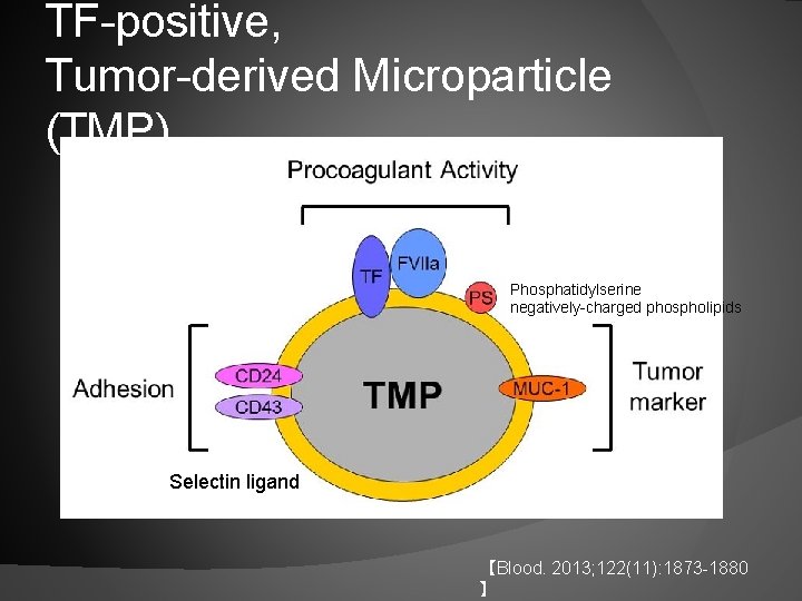 TF-positive, Tumor-derived Microparticle (TMP) Phosphatidylserine negatively-charged phospholipids Selectin ligand 【Blood. 2013; 122(11): 1873 -1880