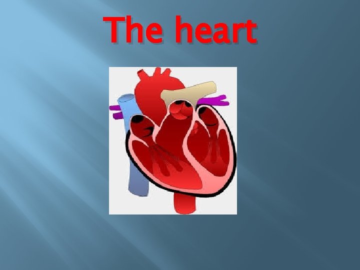The heart 