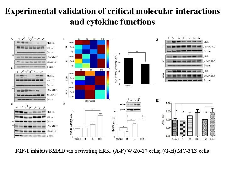 Experimental validation of critical molecular interactions and cytokine functions G H IGF-1 inhibits SMAD