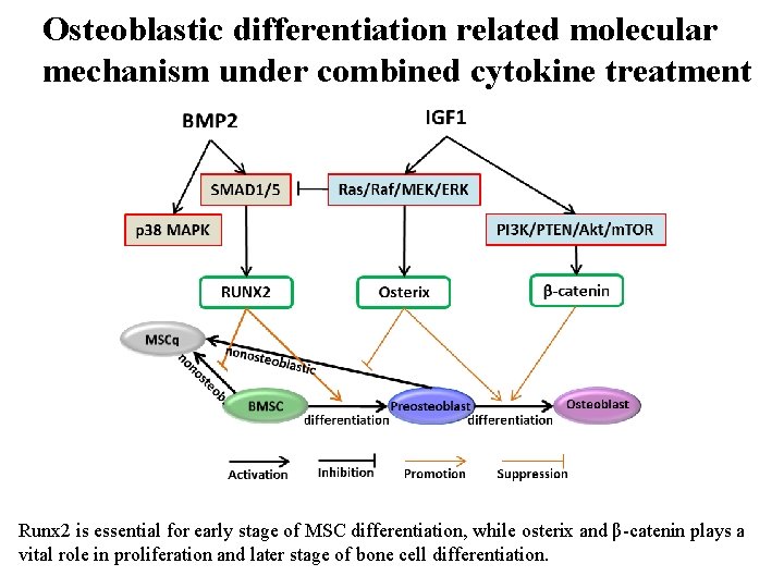Osteoblastic differentiation related molecular mechanism under combined cytokine treatment Runx 2 is essential for