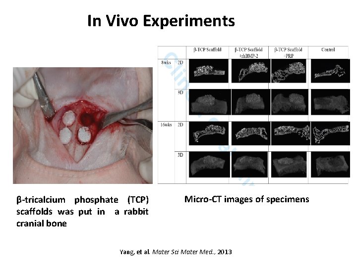 In Vivo Experiments β-tricalcium phosphate (TCP) scaffolds was put in a rabbit cranial bone