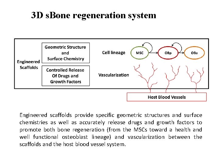 3 D s. Bone regeneration system Engineered scaffolds provide specific geometric structures and surface