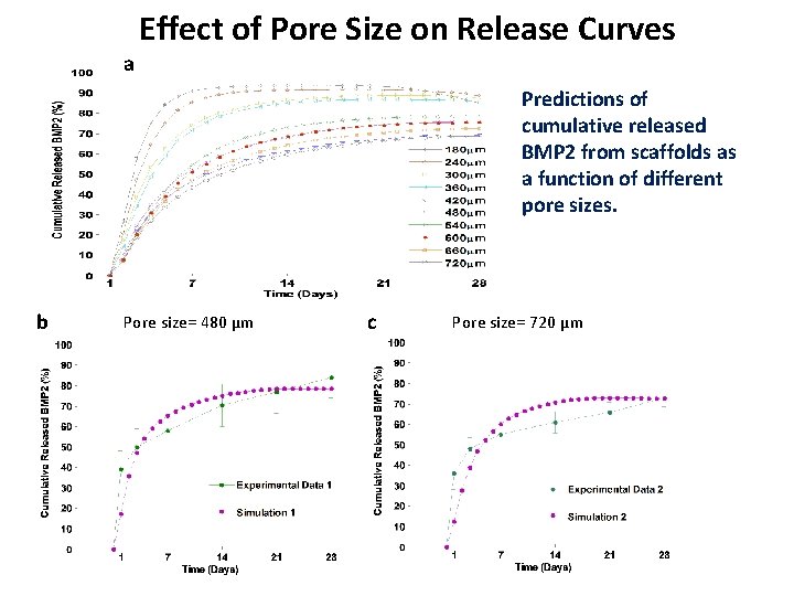 Effect of Pore Size on Release Curves a Predictions of cumulative released BMP 2