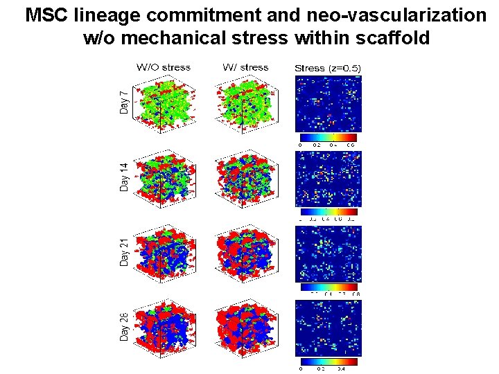 MSC lineage commitment and neo-vascularization w/o mechanical stress within scaffold 