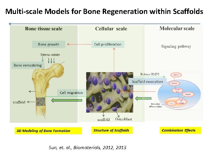 Multi-scale Models for Bone Regeneration within Scaffolds Sun, et. al. , Biomaterials, 2012, 2013