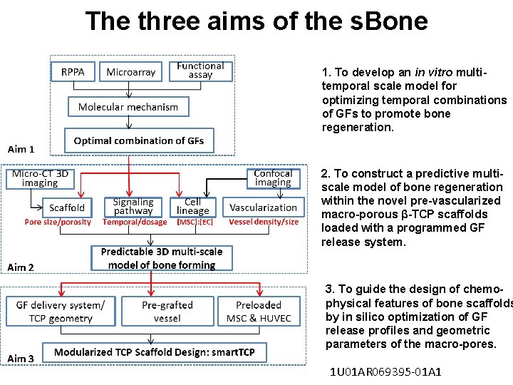 The three aims of the s. Bone 1. To develop an in vitro multitemporal