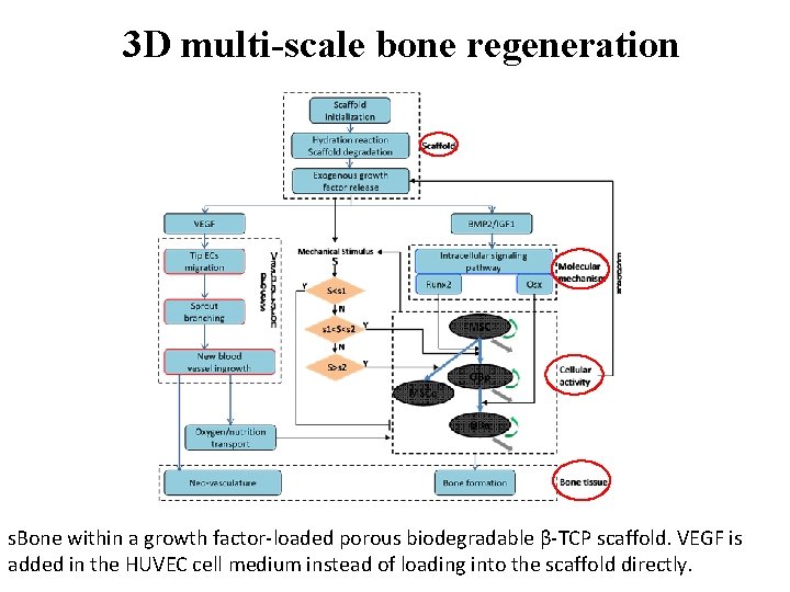 3 D multi-scale bone regeneration s. Bone within a growth factor-loaded porous biodegradable β-TCP