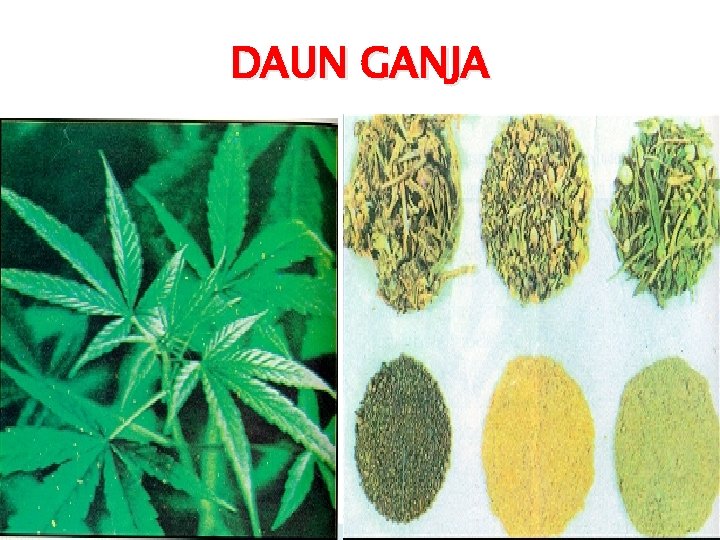 DAUN GANJA 